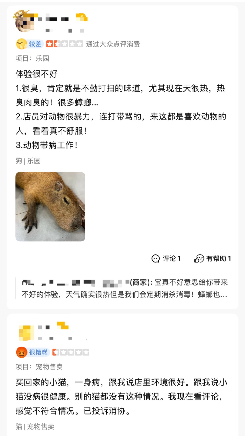 卡皮巴拉羊驼入驻商场写字楼 “萌宠馆”暗藏哪些隐患？
