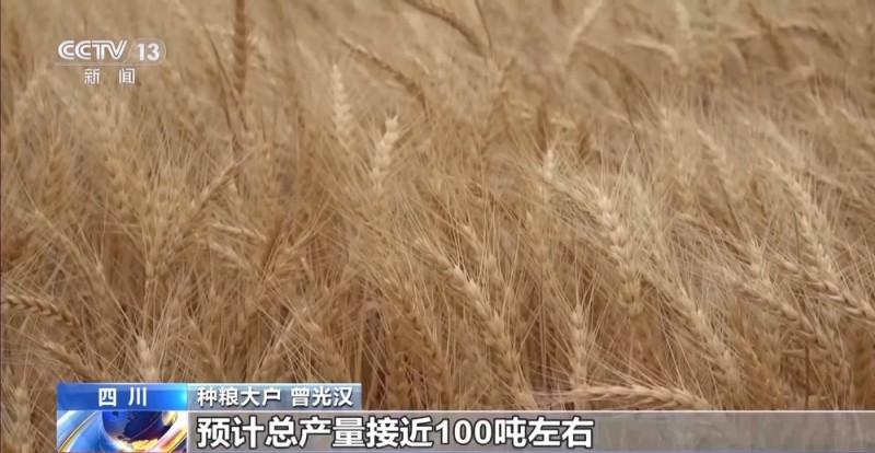 粮食减损出新招 小麦“即收即烘”不过夜