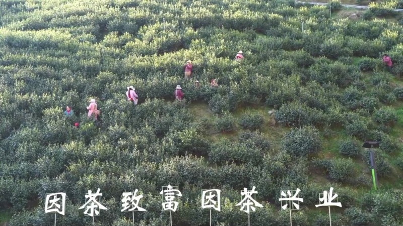 新华视点｜乡村蝶变交响曲