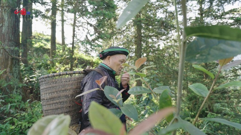 石榴籽・同心圆 | 瑶族：草药飘香入浴水，“非遗+”拓宽致富路