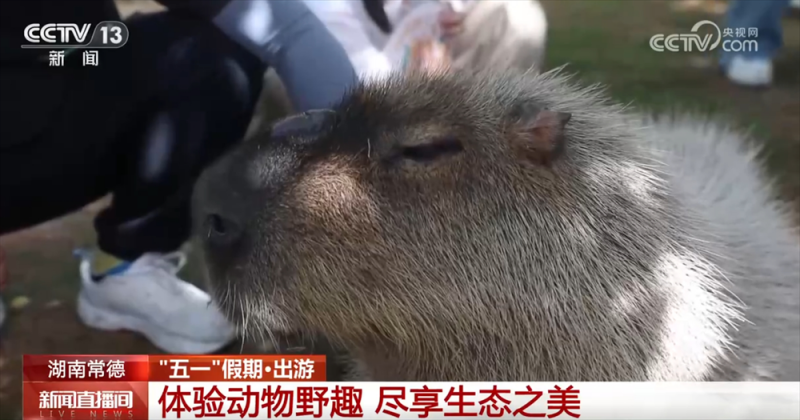“生态游”“乡村游”“研学游”……文旅市场“百花齐放” 开启沉浸式新体验