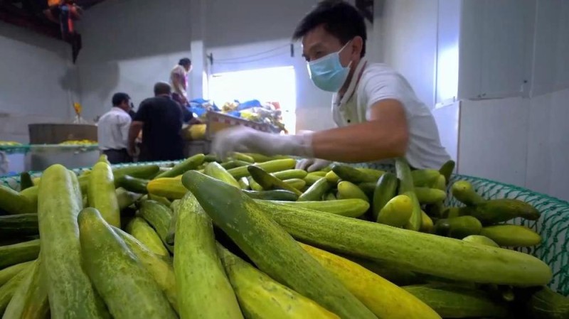 新华视点｜土地生金：乡村经济增长新引擎