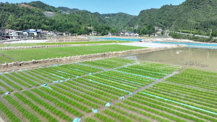 科技赋能解锁插秧“新姿势”