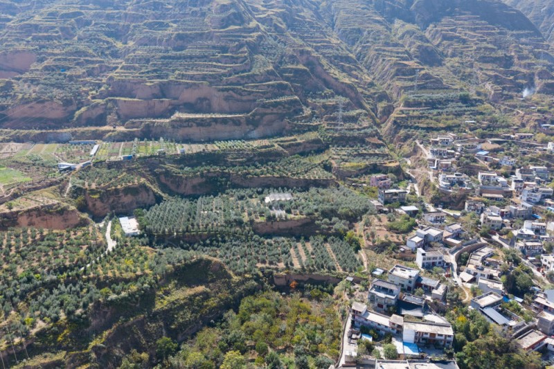 中国经济样本观察・“镇”了不起｜地中海舶来的“金果果”，榨出40亿元“油产业”