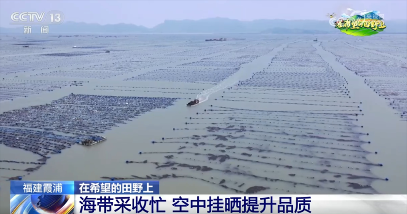 “海上田园”一派好“丰”光 特色产业“带”领群众走上增收路