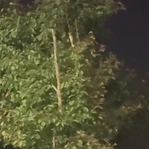 新疆多地现不明飞行物，目击者称和月亮一样亮，几秒内突然加速消失，气象部门回应