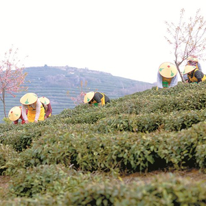 在山水间续写“农遗”新篇