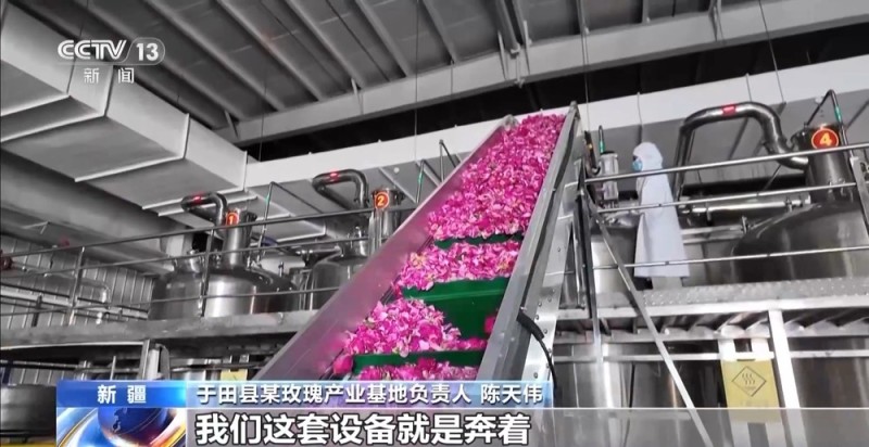 “点沙成金” 玫瑰征服塔克拉玛干 村民日入千元