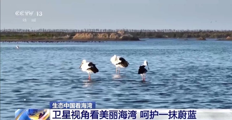 海湾“变美”关键在哪？看中国方案呵护一抹蔚蓝