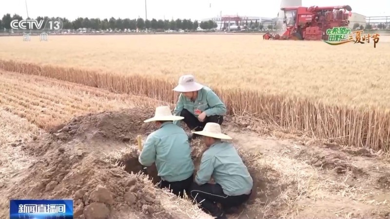 AI解锁丰收密码丨把滴灌带“种”进玉米地 干旱时也能实现高效灌溉