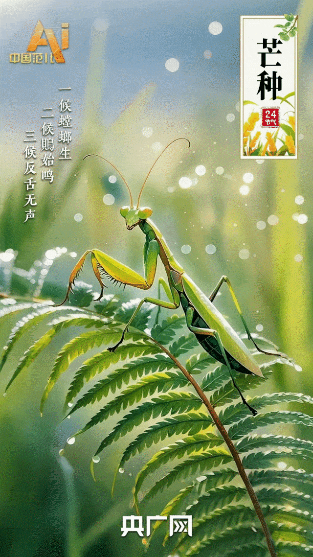 节气里的中国智慧｜“芒”有所获，“种”有所得