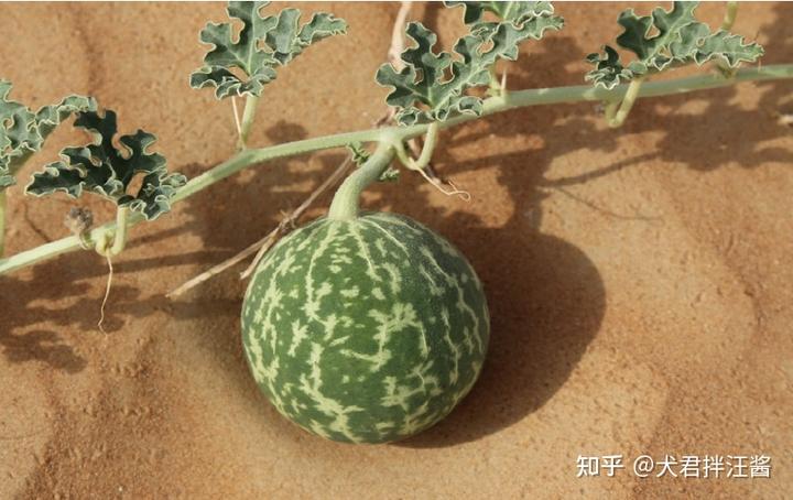 沙漠里遍地是“西瓜”为何无人敢吃?