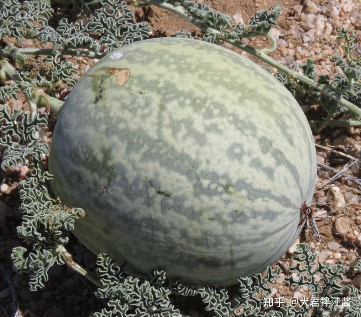 沙漠里遍地是“西瓜”为何无人敢吃?