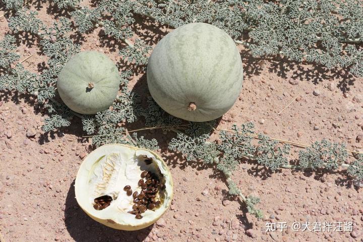沙漠里遍地是“西瓜”为何无人敢吃?