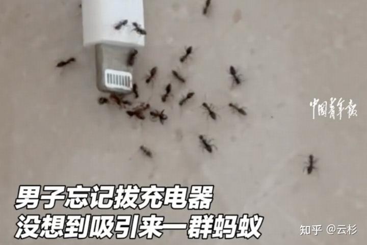 蚂蚁为什么会被带电的充电接口吸引聚集?它们不会被电吗?