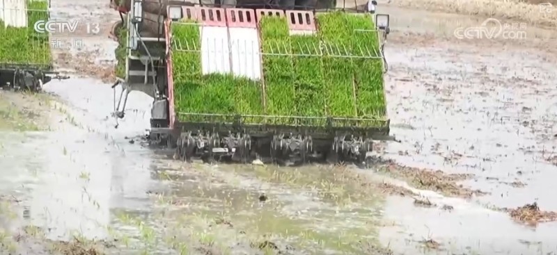 水稻品种田间“竞技”、24小时“哨兵”站岗 多维度解锁智慧“三夏”
