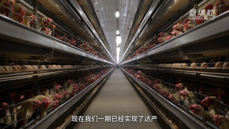 西藏自治区成立60周年・乡村振兴｜吃鸡蛋自由：一个养鸡场供应一整个西藏市场