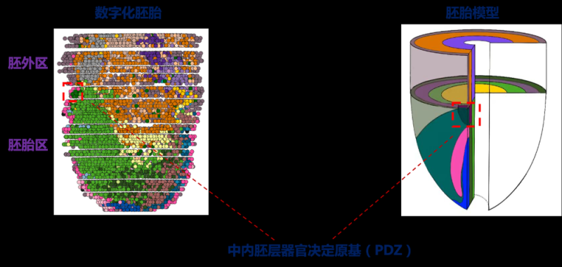 新华全媒+｜最新研究揭示哺乳动物胚胎早期器官发育“密码”