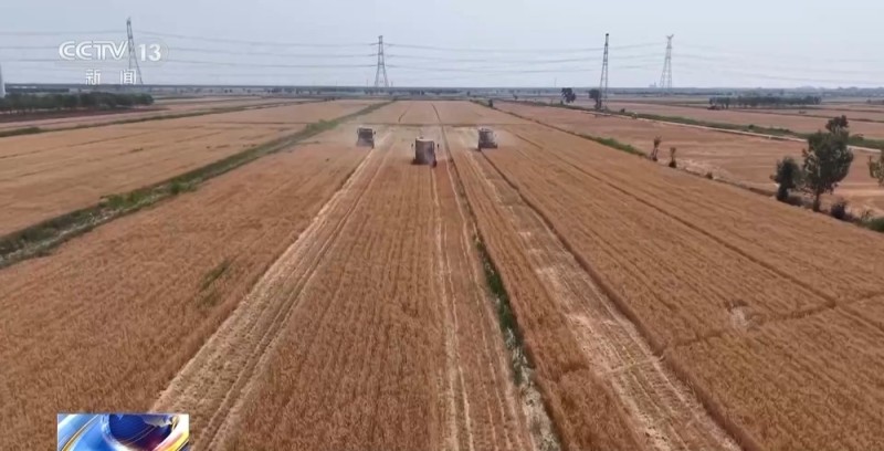 盐分降一半多 产量涨25% 看盐碱地如何变身“丰收田”