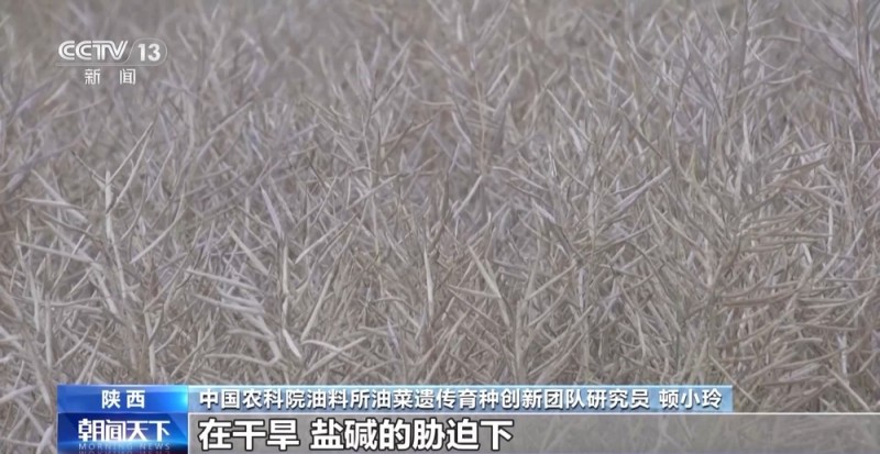 盐分降一半多 产量涨25% 看盐碱地如何变身“丰收田”