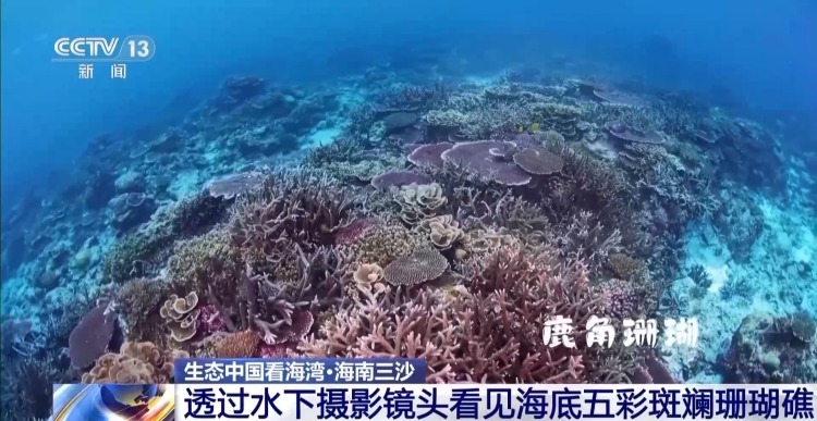 海湾“变美”关键在哪？看中国方案呵护一抹蔚蓝