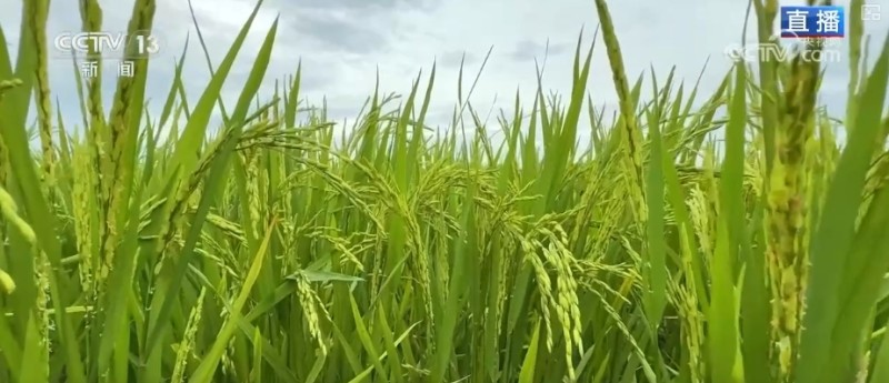 水稻品种田间“竞技”、24小时“哨兵”站岗 多维度解锁智慧“三夏”