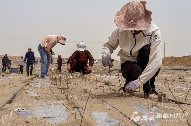 环着沙漠看新疆丨沙生植物种出生态经济双赢