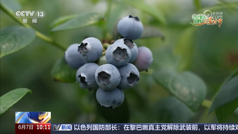桃香满园、蓝莓压枝 麦熟时节水果也丰收 产业路宽富农家