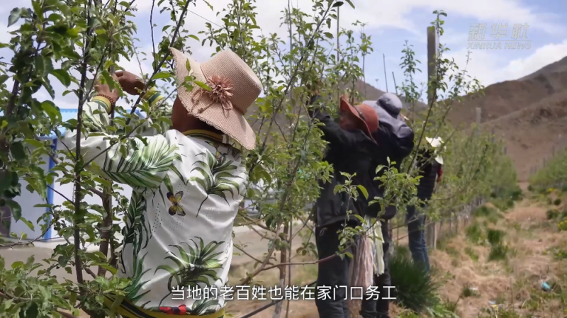 西藏自治区成立60周年・乡村振兴丨科技兴农：西藏好苹果走向世界