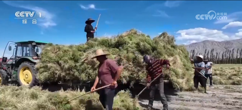万物至盛 欣欣向荣 希望的田野上奏响丰收“欢歌”