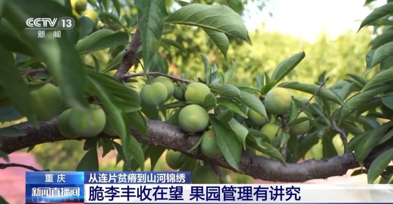 从连片贫瘠到山河锦绣 这些地方依靠产业扶贫走上致富路