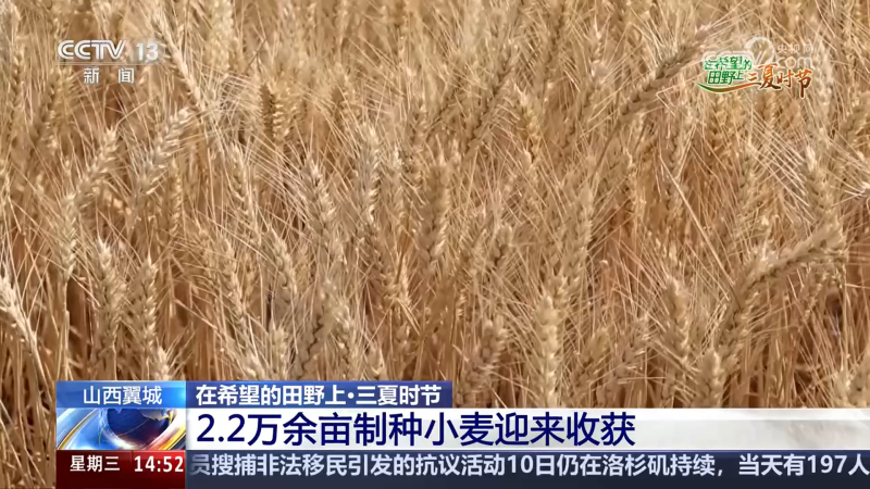 小麦收获、圆葱产销旺、水稻长势好……乡村处处是“丰”景