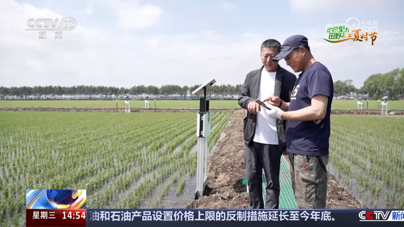 小麦收获、圆葱产销旺、水稻长势好……乡村处处是“丰”景