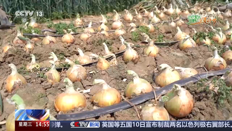 小麦收获、圆葱产销旺、水稻长势好……乡村处处是“丰”景