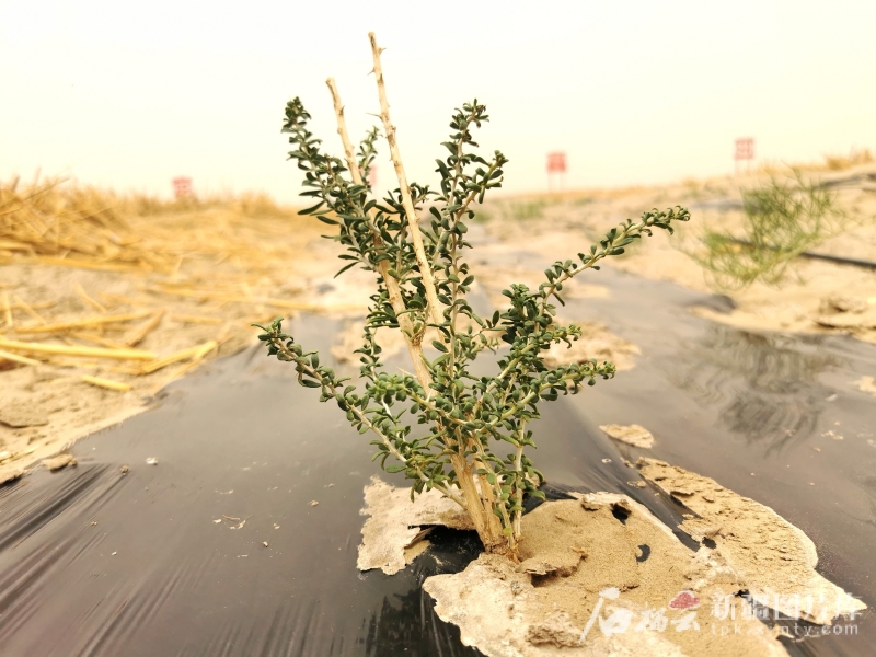 环着沙漠看新疆丨百亿方水唤醒台特玛湖