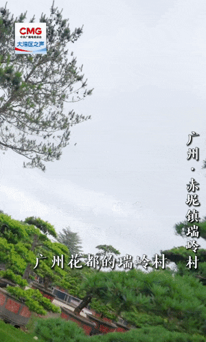 勇立潮头大湾区丨百年盆景村破圈记