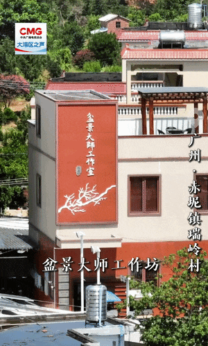 勇立潮头大湾区丨百年盆景村破圈记