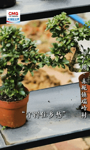 勇立潮头大湾区丨百年盆景村破圈记