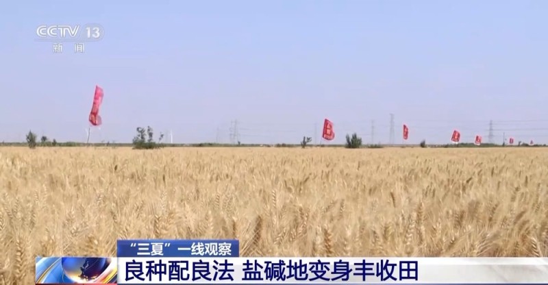 盐分降一半多 产量涨25% 看盐碱地如何变身“丰收田”