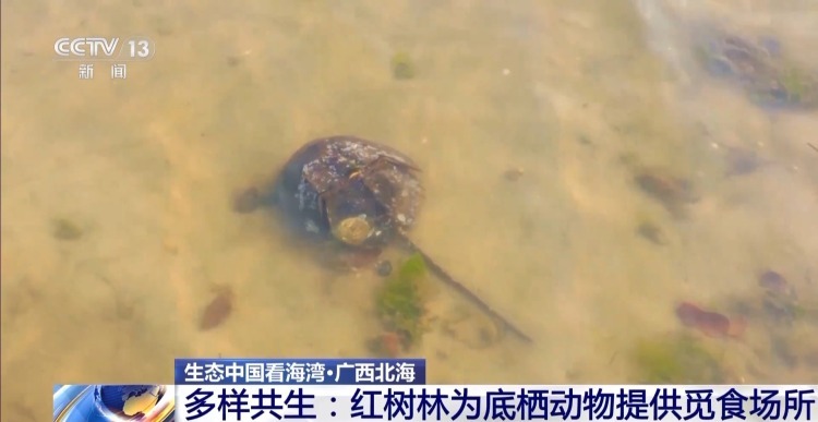 海湾“变美”关键在哪？看中国方案呵护一抹蔚蓝