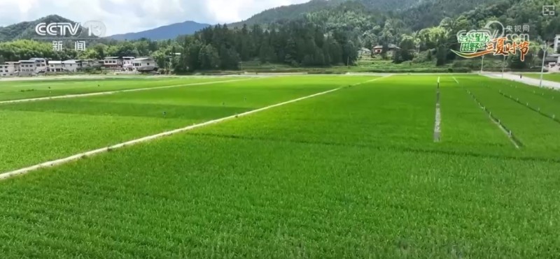 水稻品种田间“竞技”、24小时“哨兵”站岗 多维度解锁智慧“三夏”