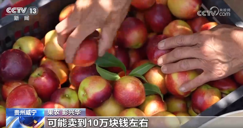早熟水果抢“鲜”上市“钱”景好 特色产业绘就乡村振兴新画卷