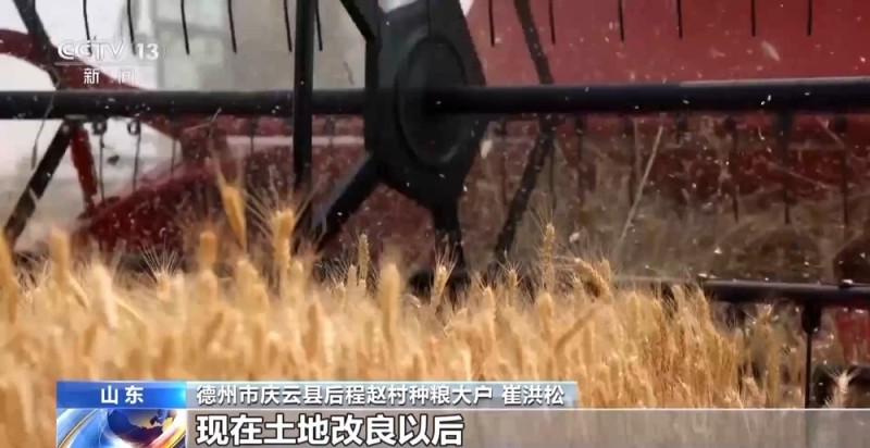 盐分降一半多 产量涨25% 看盐碱地如何变身“丰收田”