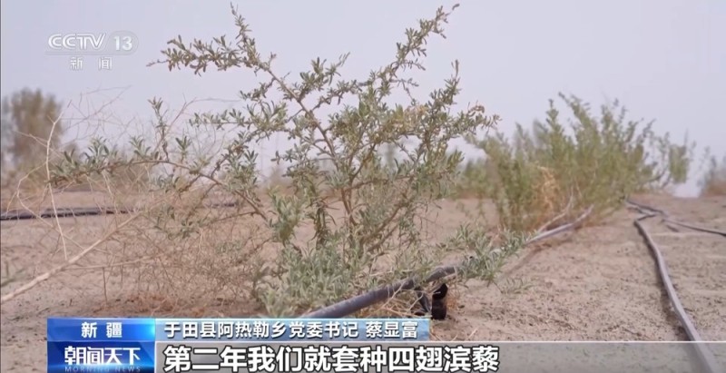 “点沙成金” 玫瑰征服塔克拉玛干 村民日入千元