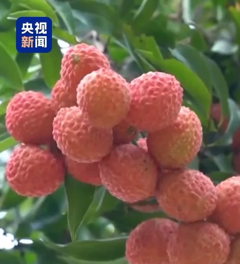 “粤”上新台阶丨水果千千万  广东人为何“独宠”荔枝？