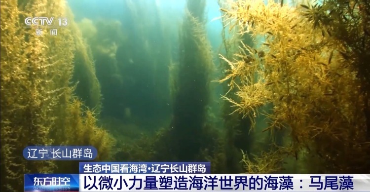 海湾“变美”关键在哪？看中国方案呵护一抹蔚蓝