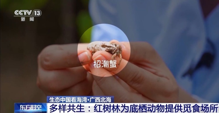 海湾“变美”关键在哪？看中国方案呵护一抹蔚蓝
