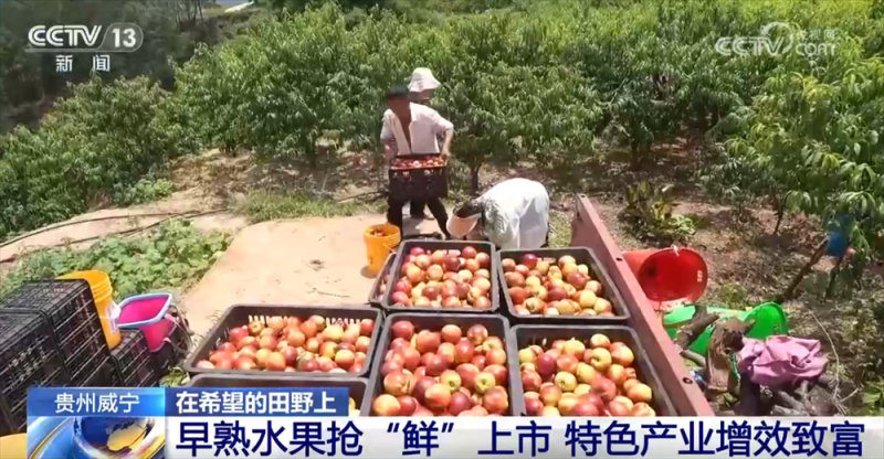 早熟水果抢“鲜”上市“钱”景好 特色产业绘就乡村振兴新画卷