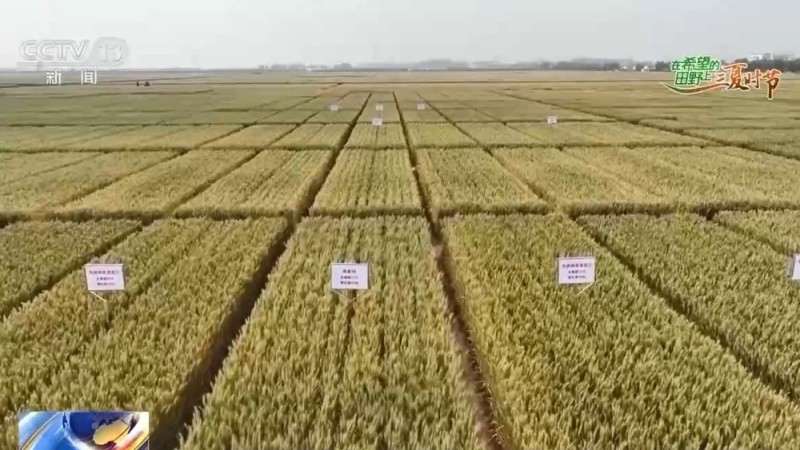AI解锁丰收密码丨把滴灌带“种”进玉米地 干旱时也能实现高效灌溉