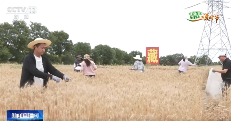 良种良机良法为夏粮丰收提供“硬支撑” 农业现代化图景有“智”更有“质”